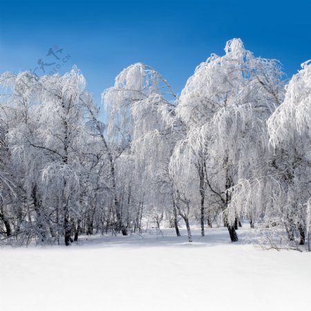 冬天积雪美景图片