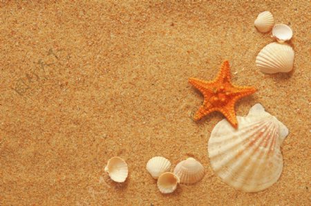 沙滩海螺与贝壳图片