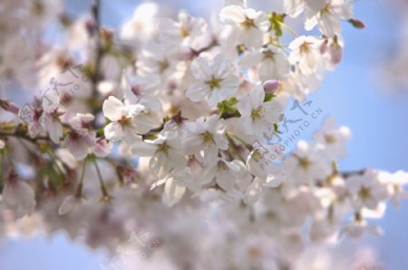 树枝上开放的白樱花图片