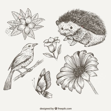 6款手绘动植物矢量素材