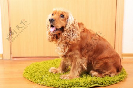 地毯上的小狗图片