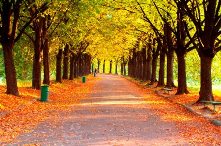美丽的秋季林荫小路图片