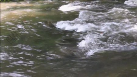 湍急流动的河水视频