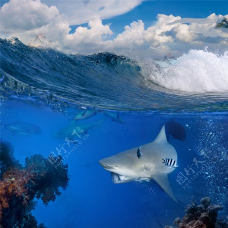 巨浪与鲨鱼图片