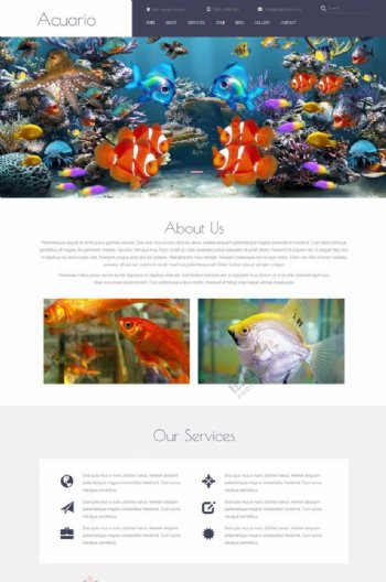 金鱼养殖网页素材