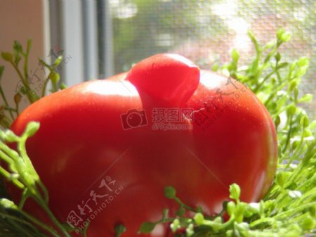 麦芽菜里的西红柿