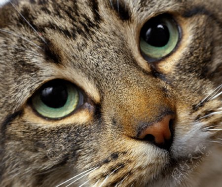 猫的眼睛图片