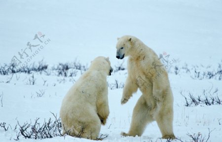 两只北极熊摄影图片