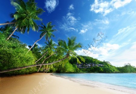 椰树与海滩风景图片