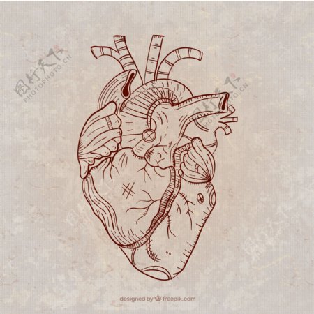 手绘心脏器官插图矢量素材