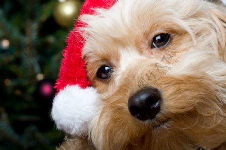 戴着圣诞帽的小狗图片