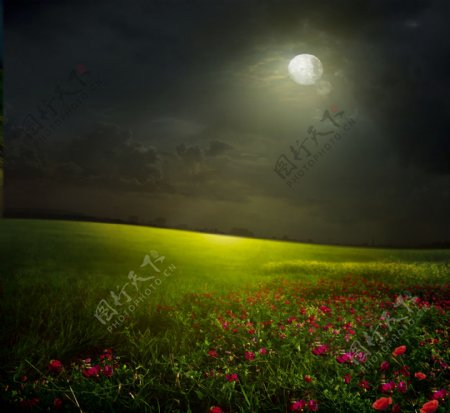 月光下的鲜花图片