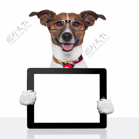 手拿平板电脑的小狗图片