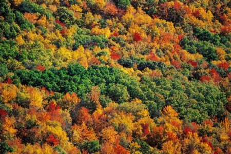 秋天美丽的枫树林图片