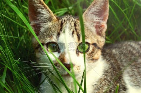 动物宠物眼睛草小猫猫绿色眼睛