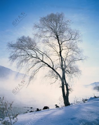 冬天雪景摄影图片