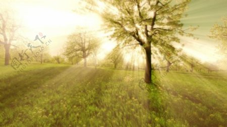 阳光射线树木光束照射大自然高清视频拍摄
