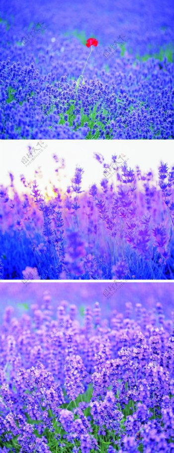 薰衣草紫色