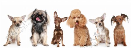 六只不同品种的宠物狗图片