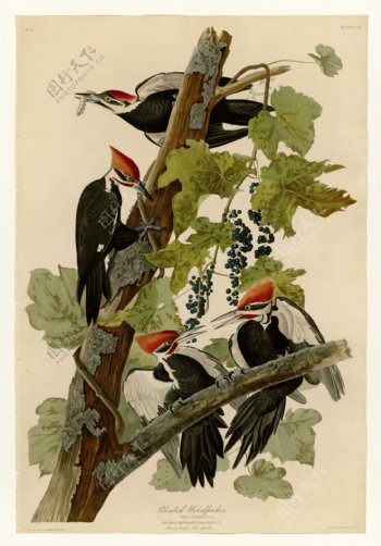 北美黑啄木鸟