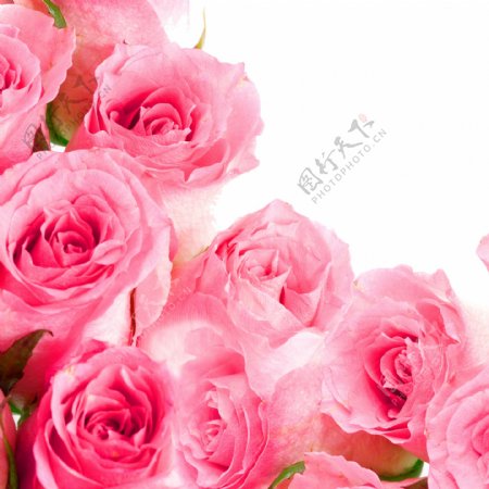 粉玫瑰花束装饰画