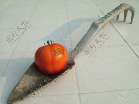 铲子上的西红柿