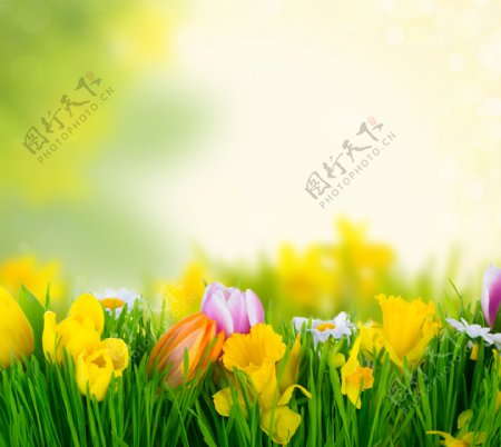草地与郁金香鲜花图片
