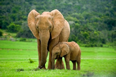 草原上的大象小象图片