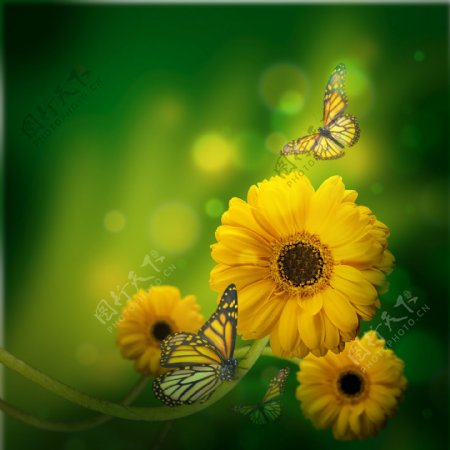 黄色菊花与蝴蝶图片