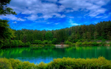 湖泊与树林风景图片