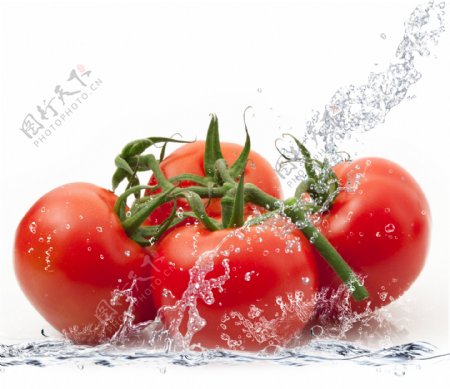 动感水花与番茄图片