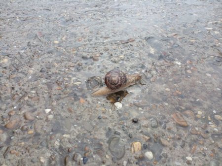淋湿的路面上的蜗牛