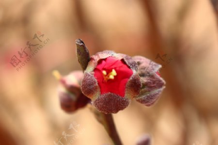 桃花图片