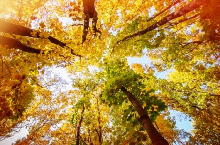 秋天参天大树风景图片