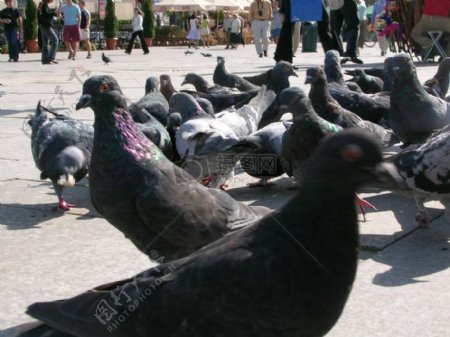 pidgeons.jpg