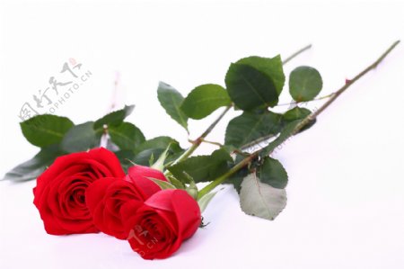 美丽红玫瑰摄影图片