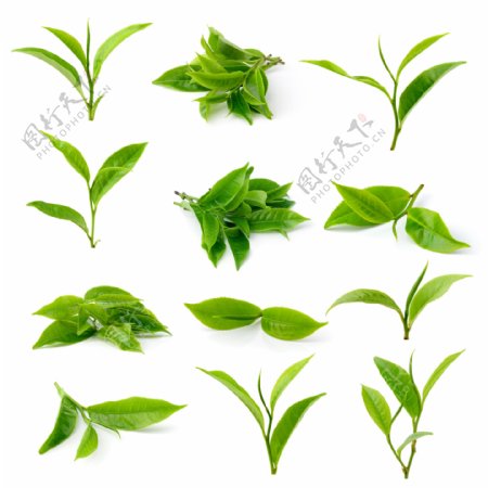 各种形状的绿茶图片