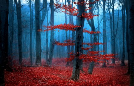 树林里的红色树木图片