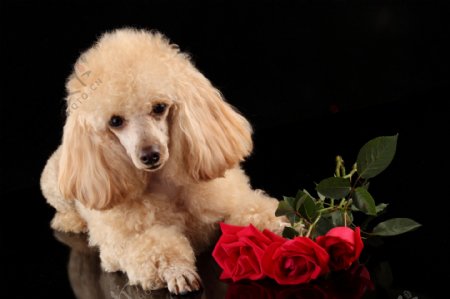 可爱的小狗与玫瑰花图片