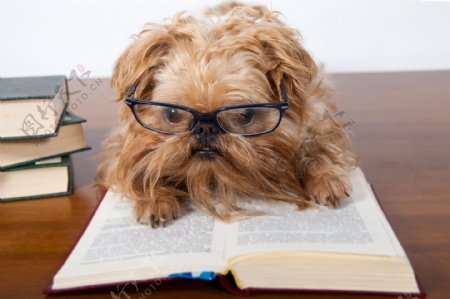 戴眼镜看书的小狗图片
