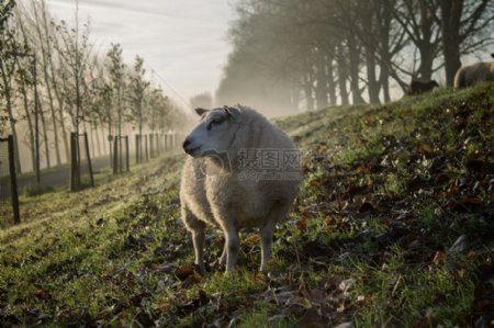 动物绵羊羊毛