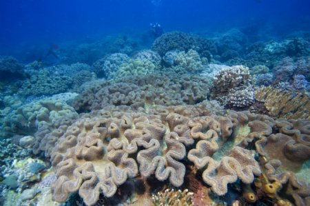 漂亮的珊瑚群图片