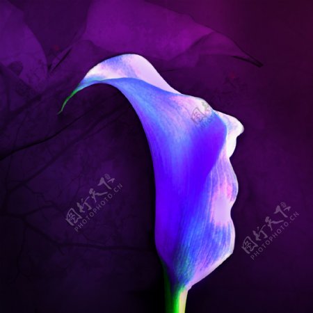 紫色花无框画
