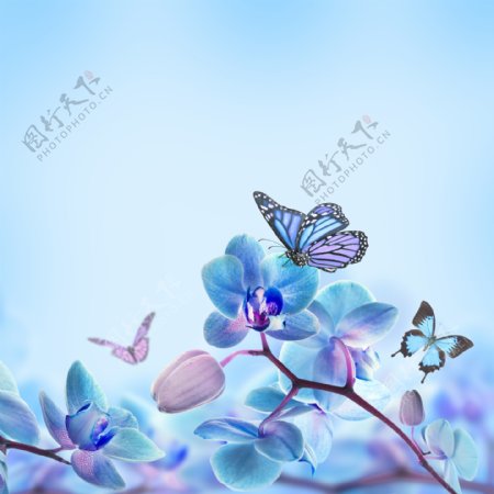 蝴蝶与蝴蝶兰图片