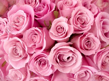 一团团粉色玫瑰花图片