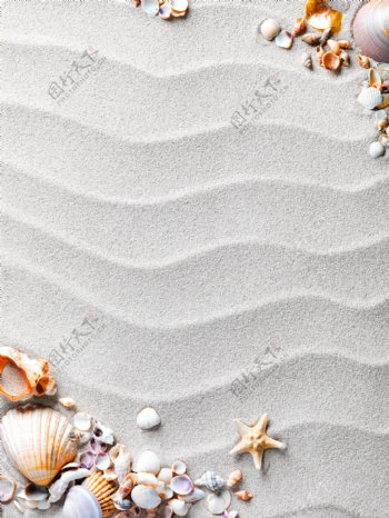 沙滩和贝壳海星图片