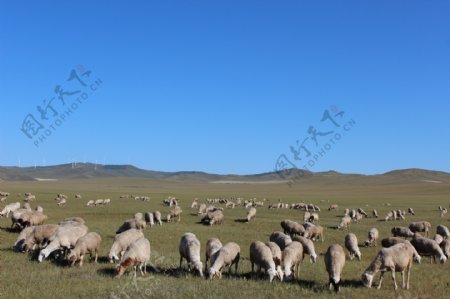 草原上的山羊图片