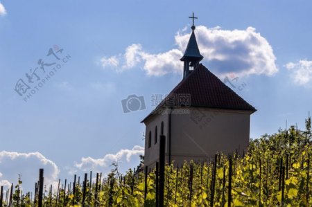 教堂在vineyard.jpg