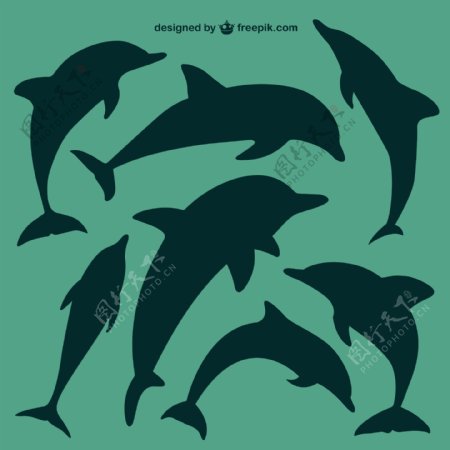 海豚的轮廓集
