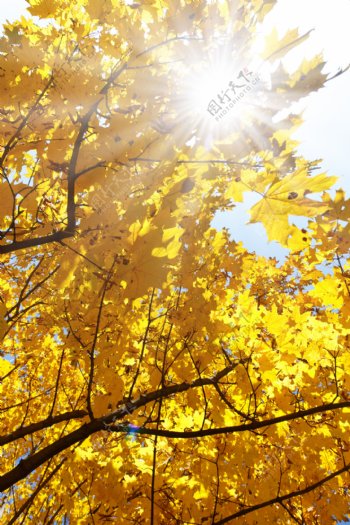 阳光下长满黄叶的树枝图片